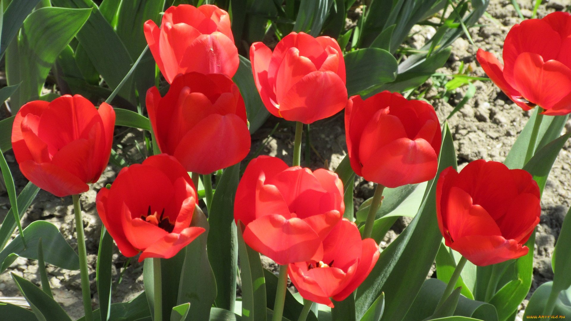цветы, тюльпаны, апрель, весна, 2018