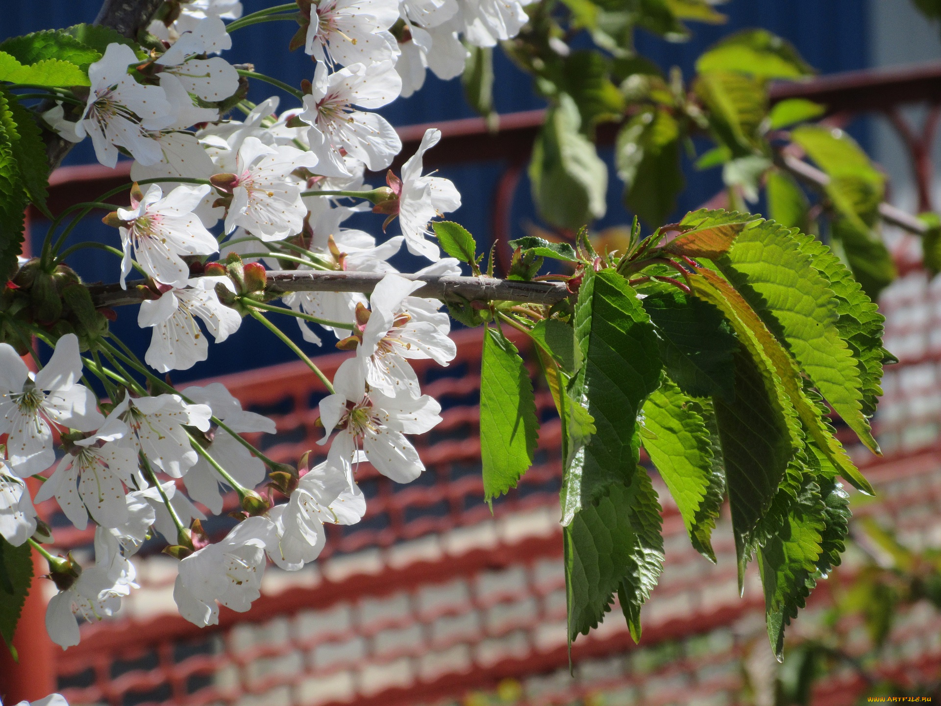 цветы, цветущие, деревья, , , кустарники, апрель, весна, 2018