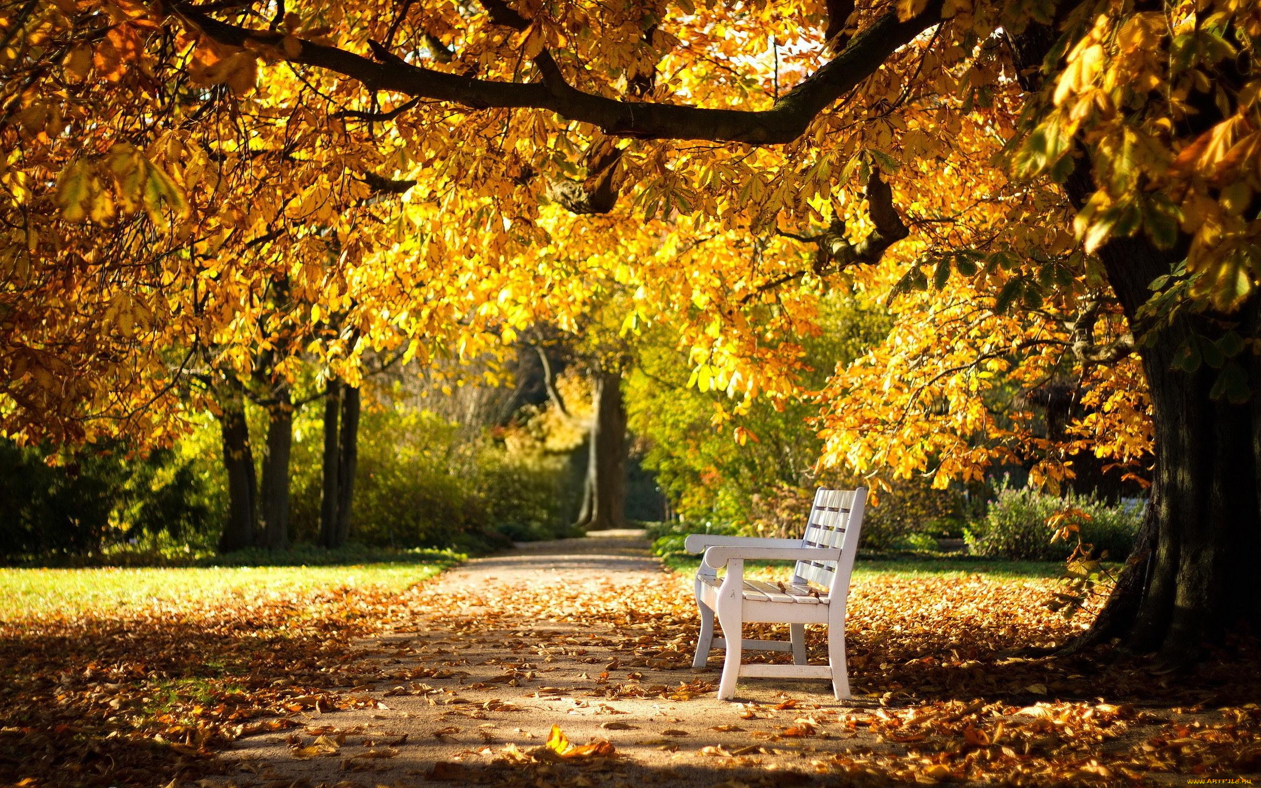 природа, парк, аллея, осень, листопад, скамейка