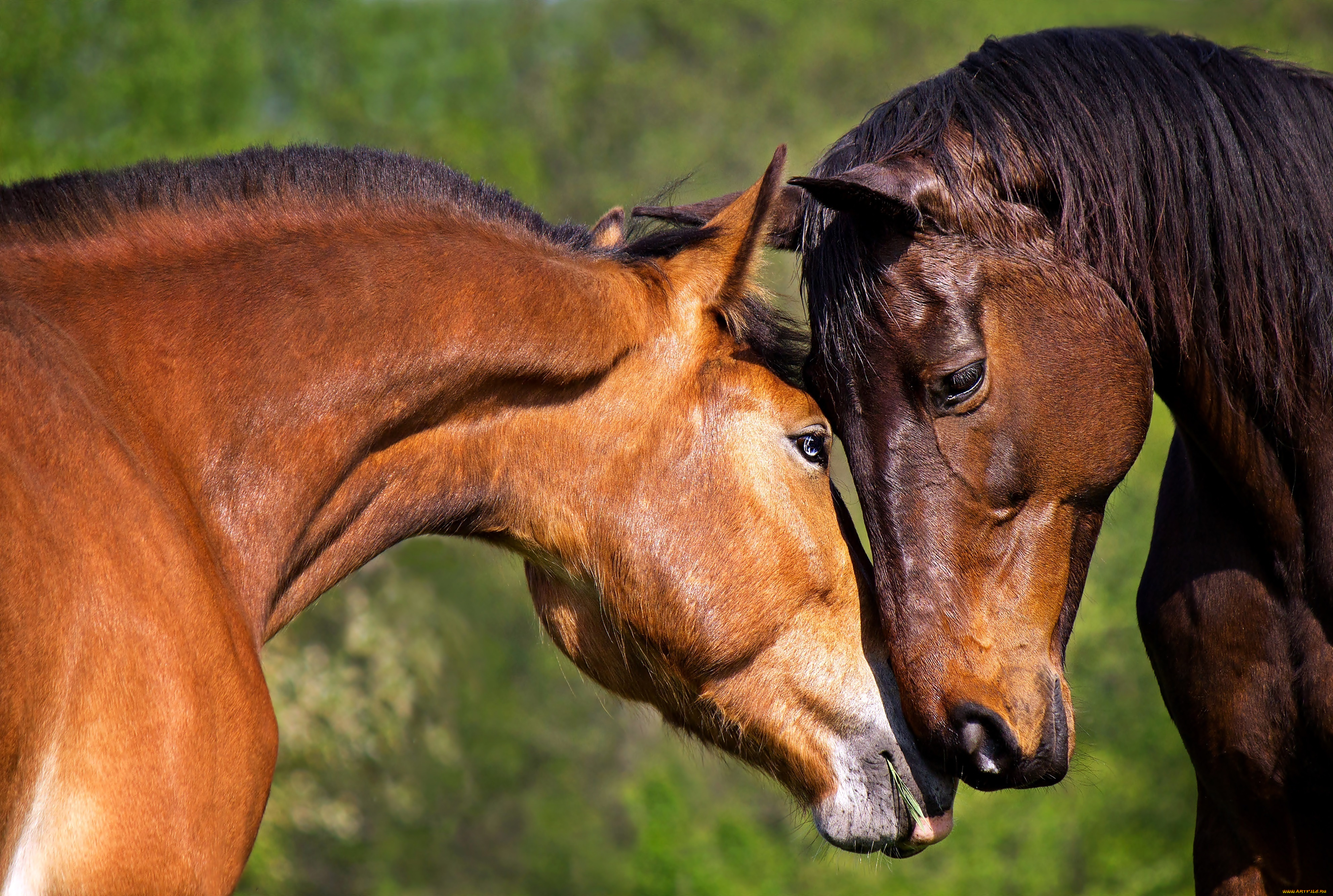 животные, лошади, пара, гнедые, любовь, нежность