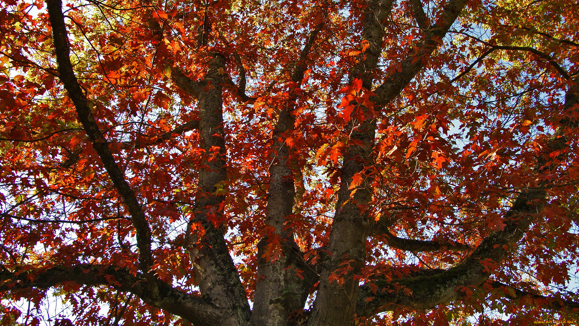 природа, деревья, дерево, осень