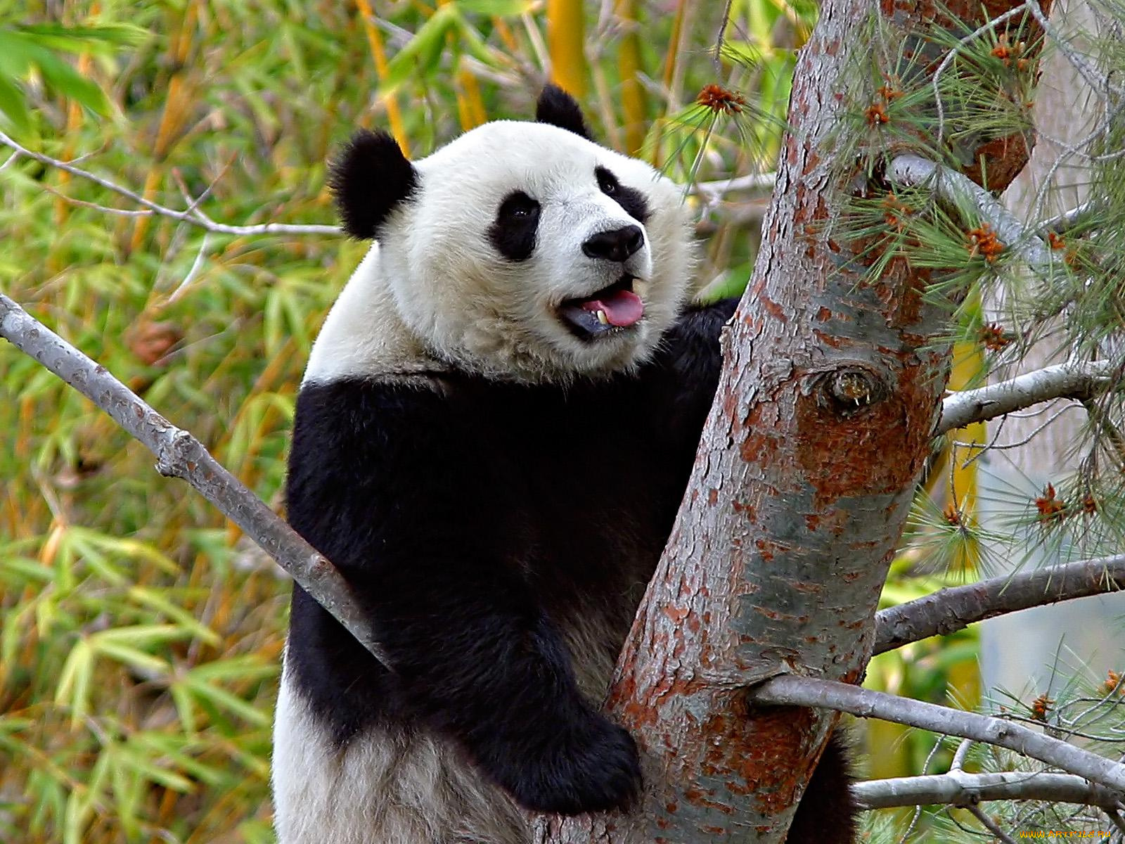 Панда. Панда обыкновенная. Очковая Панда. Медведь Панда Медведица Панда Медвежонок Панда. Большая Панда животное.