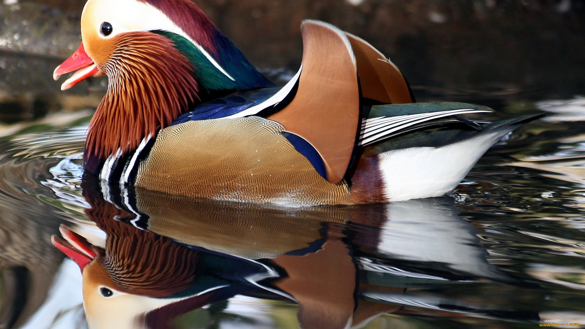 mandarin, duck, richmond, park, london, england, животные, утки