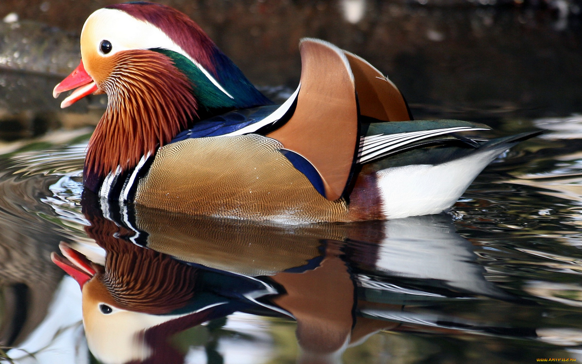 mandarin, duck, richmond, park, london, england, животные, утки