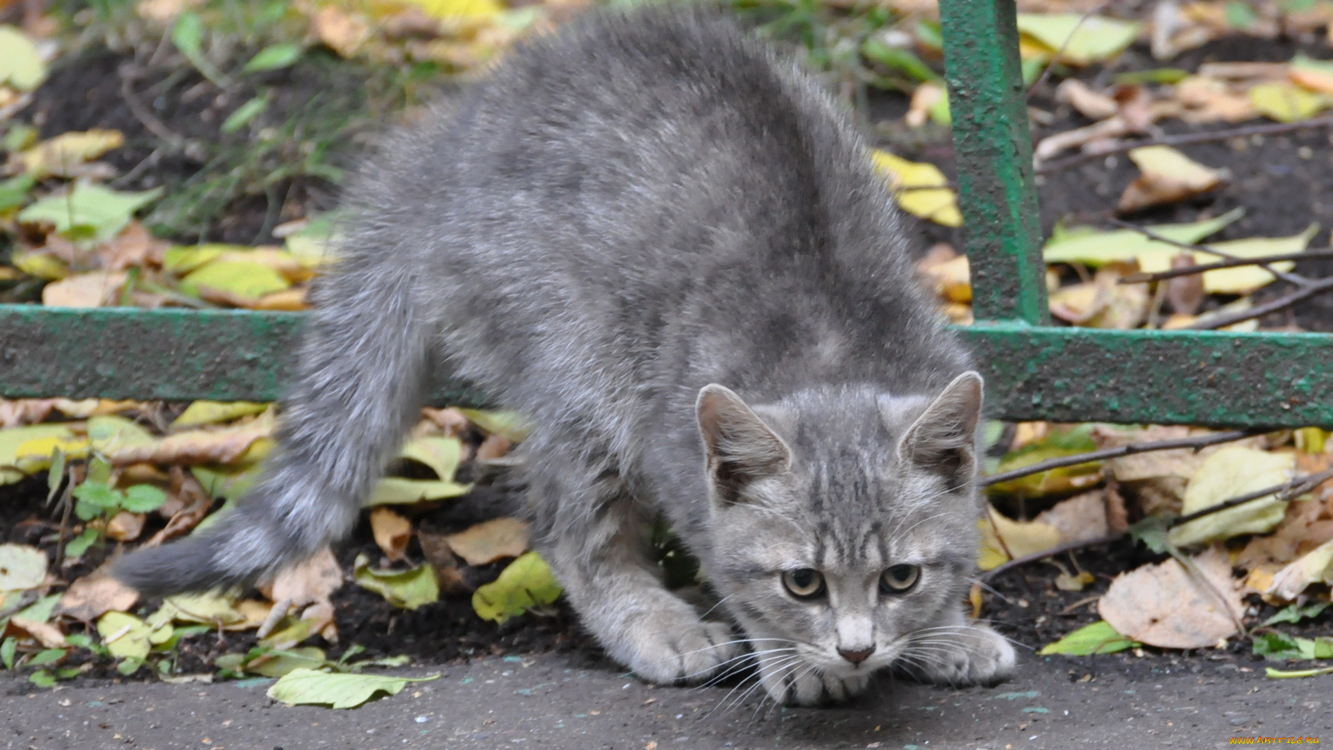 животные, коты