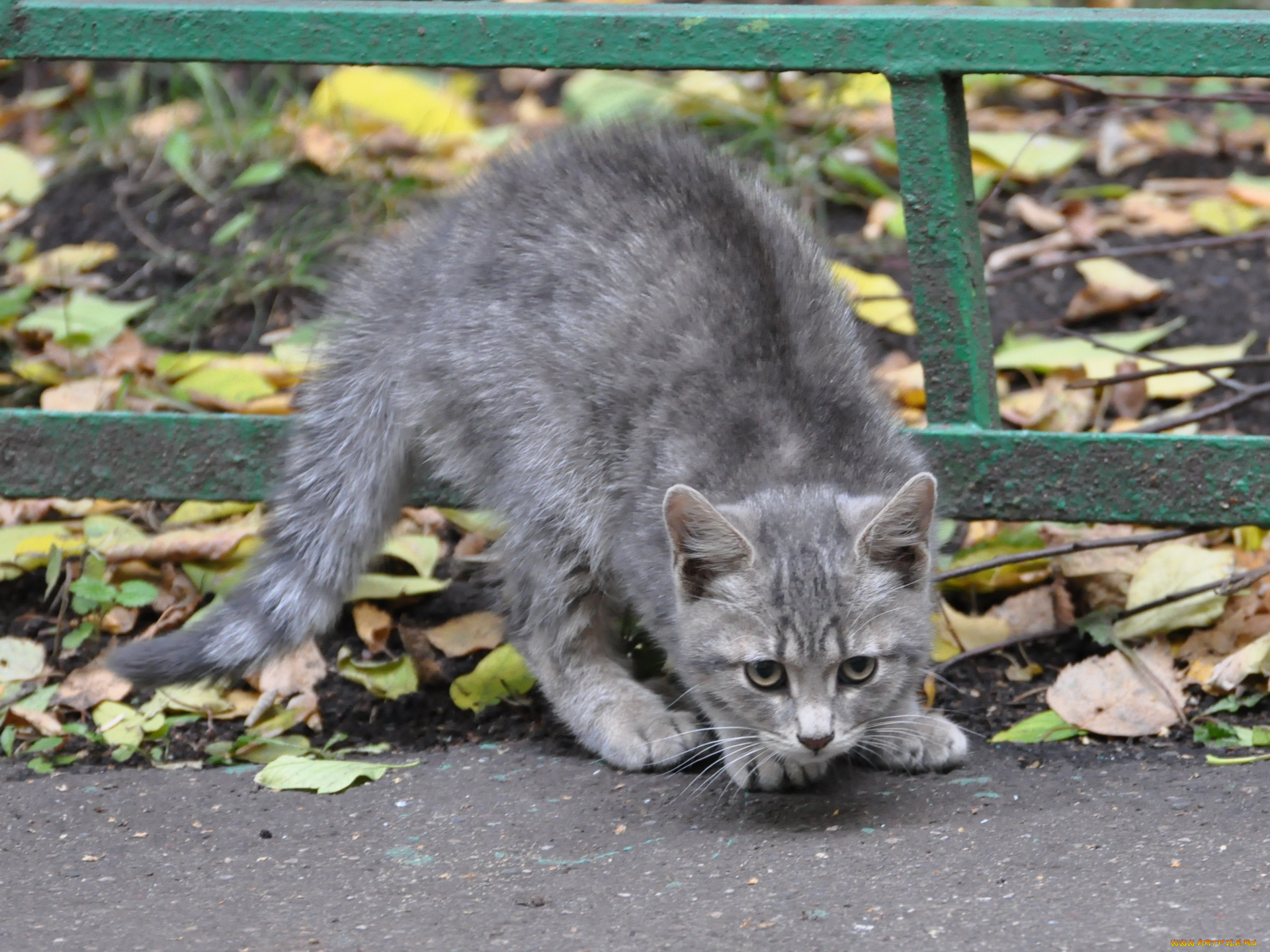 животные, коты