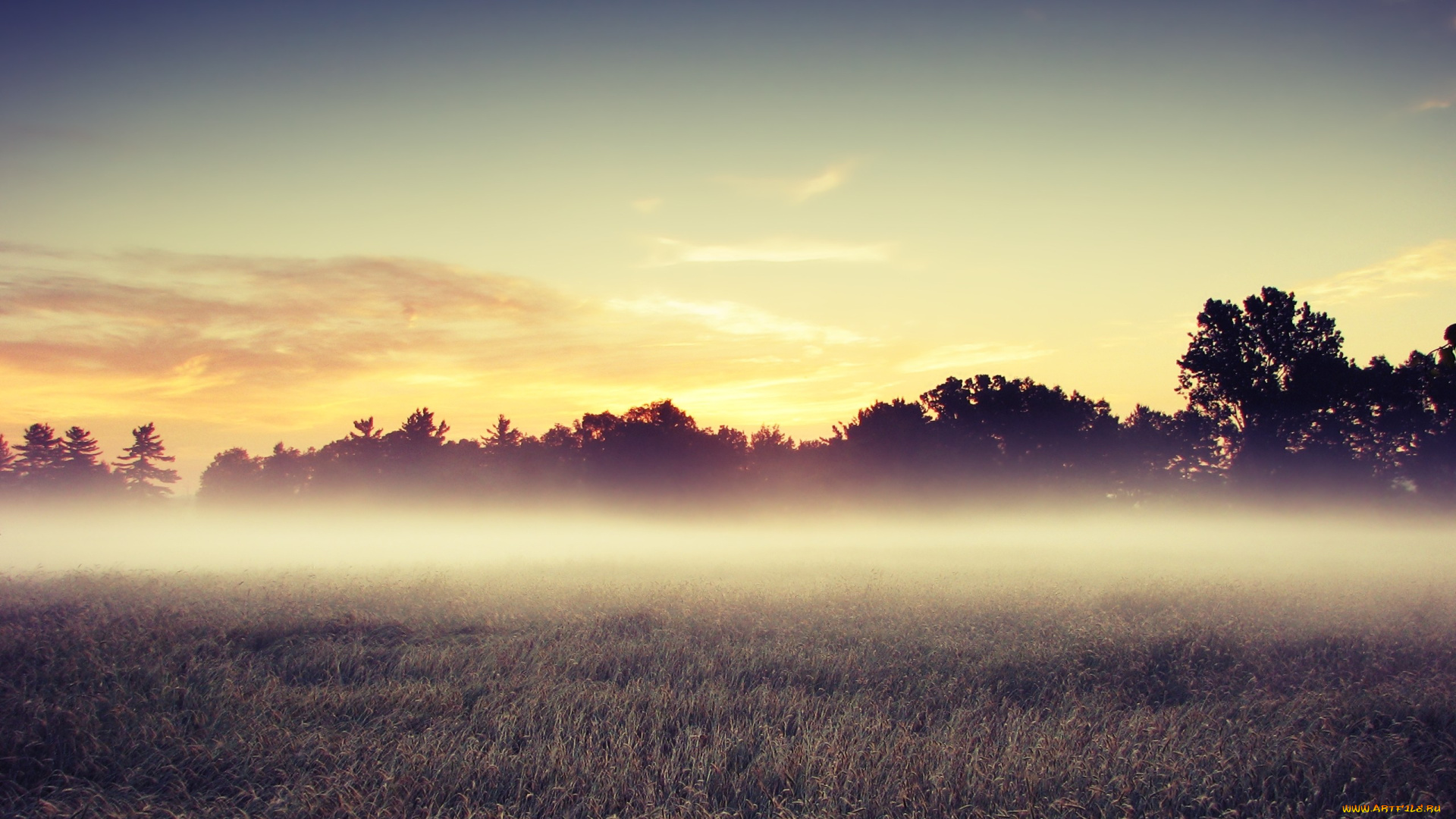 morning, mist, природа, поля, туман, утренний