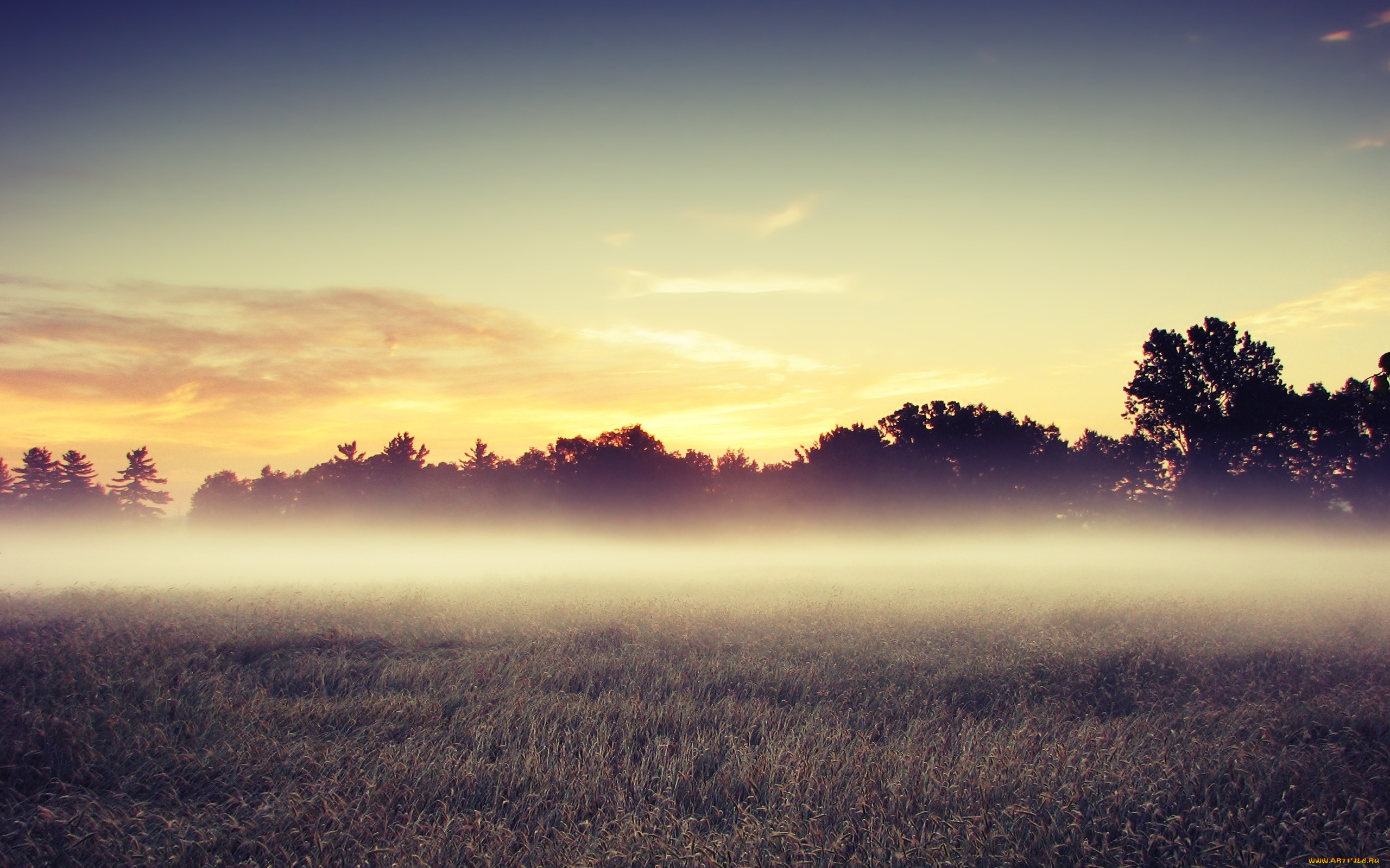 morning, mist, природа, поля, туман, утренний