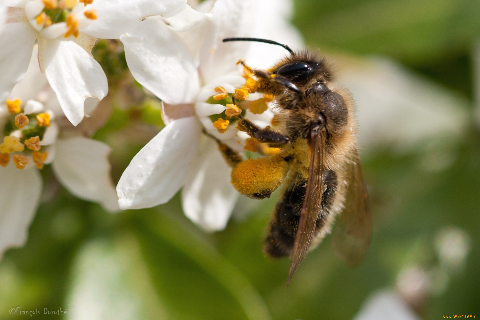 животные, пчелы, осы, шмели, цветы, пчела, работа