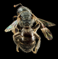 обоя животные, пчелы,  осы,  шмели, макросъемка, насекомое