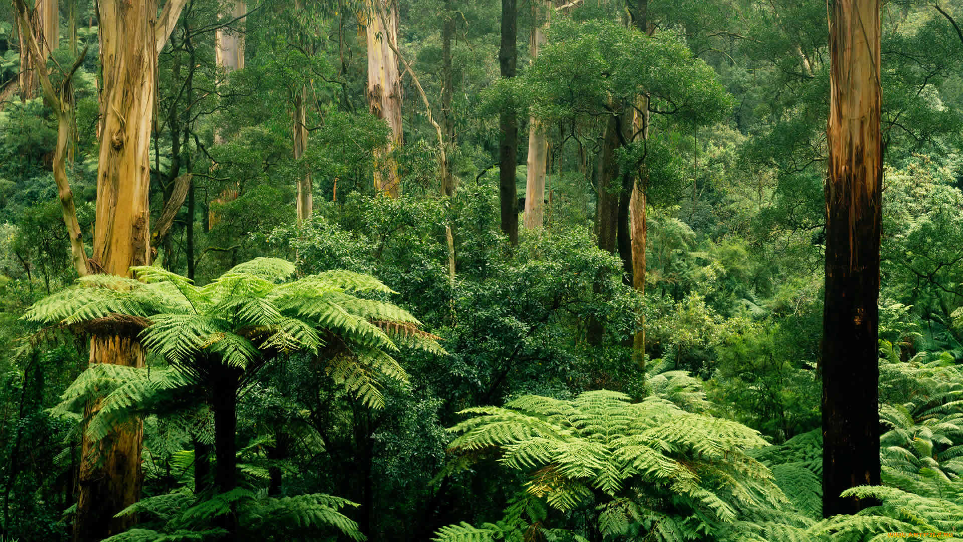 природа, лес, заросли, папоротник, австралия, листья, деревья, шербрук, виктория