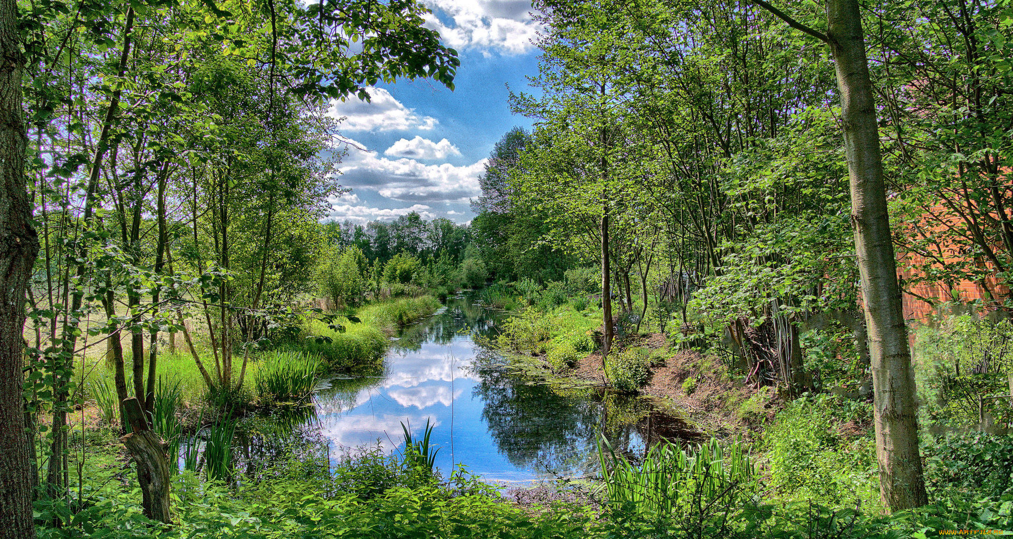 природа, реки, озера, река, лес