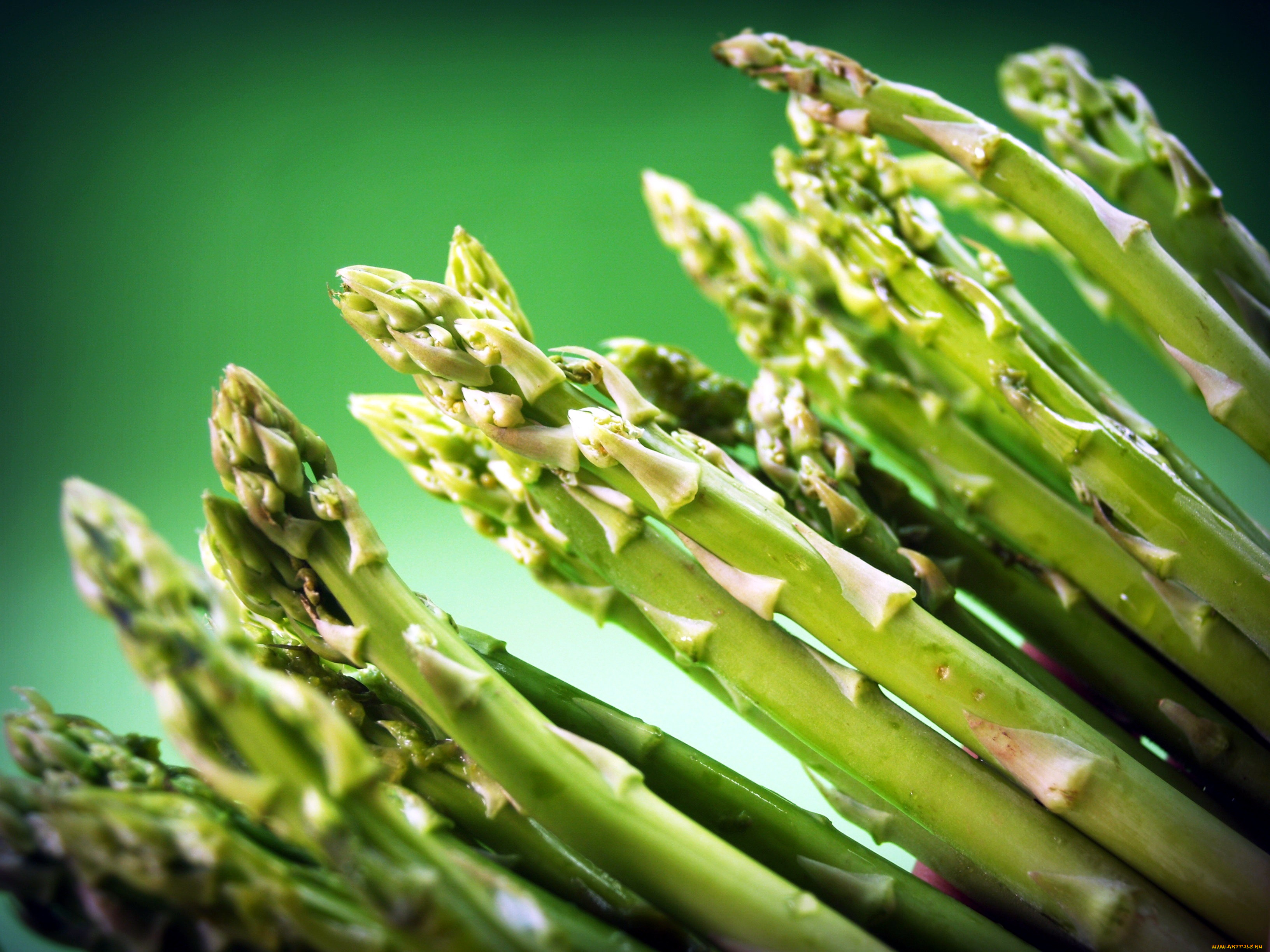 Спаржа. Спаржа коротколистная. Спаржа (Asparagus officinalis).. Спаржа зеленая. Спаржа лекарственная (Asparagus officinalis l.).