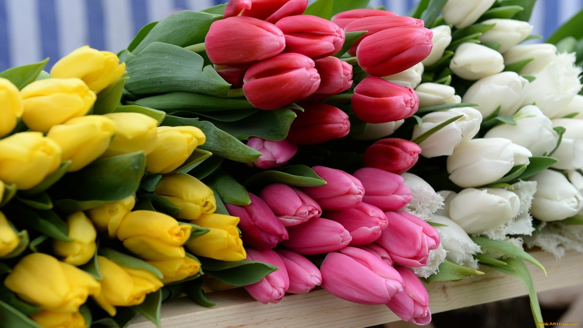 цветы, тюльпаны, белые, желтые, розовые, много, бутоны