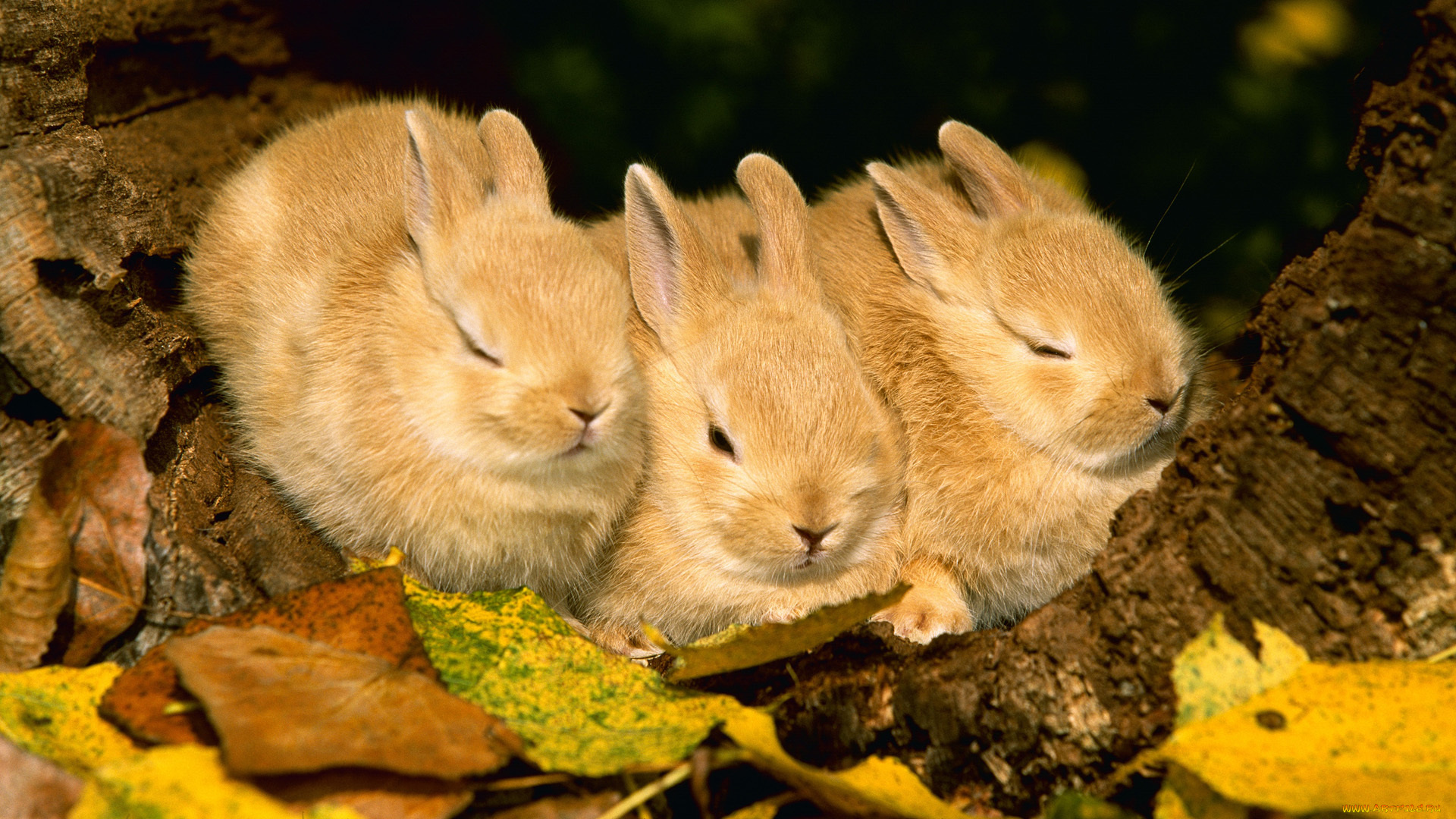 животные, кролики, зайцы, листья, троица