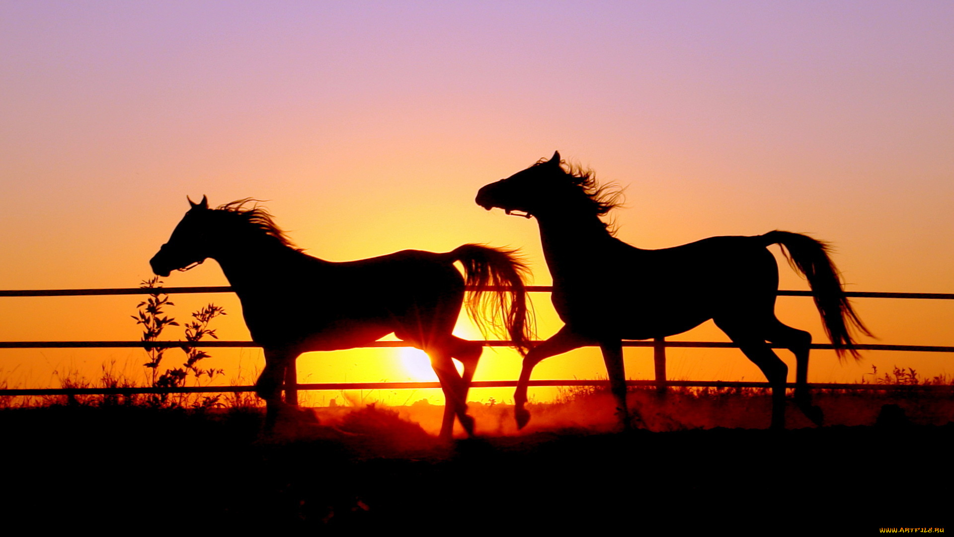 животные, лошади, закат, кони