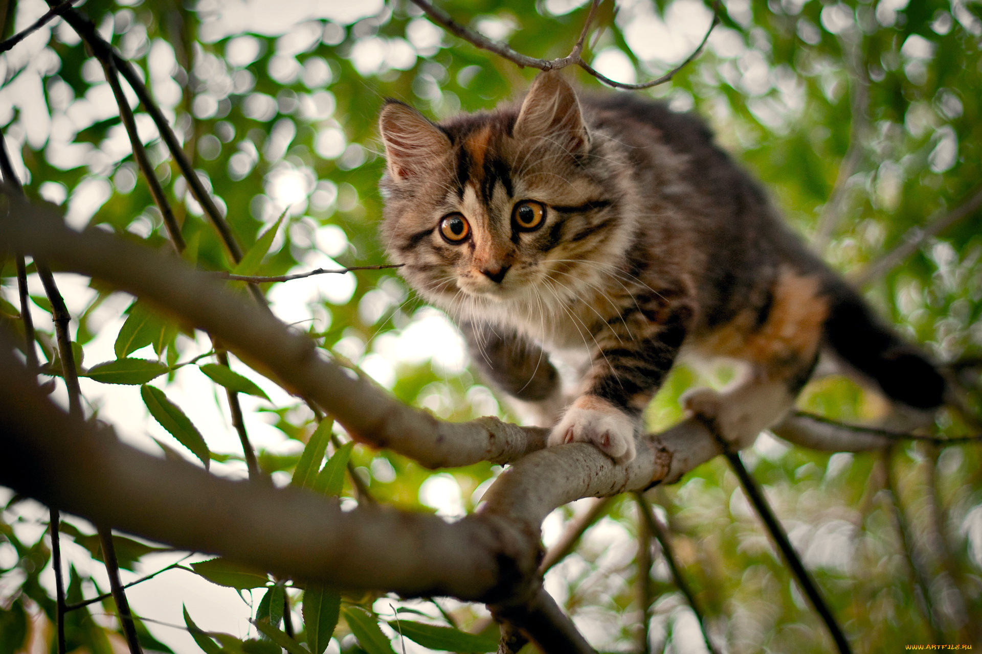 животные, коты, ветка, котёнок, дерево