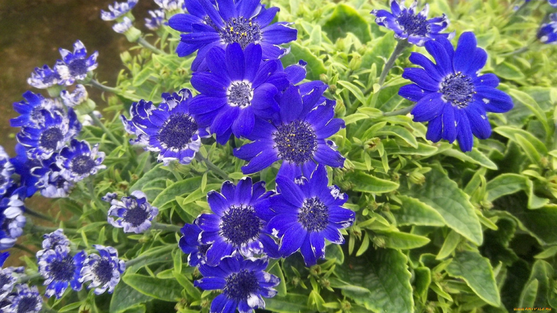 цветы, цинерария, синий