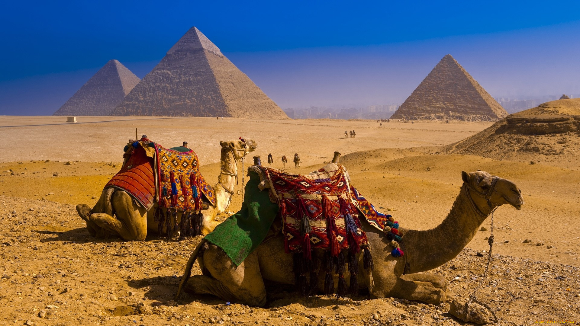животные, верблюды, пустыня, пирамиды