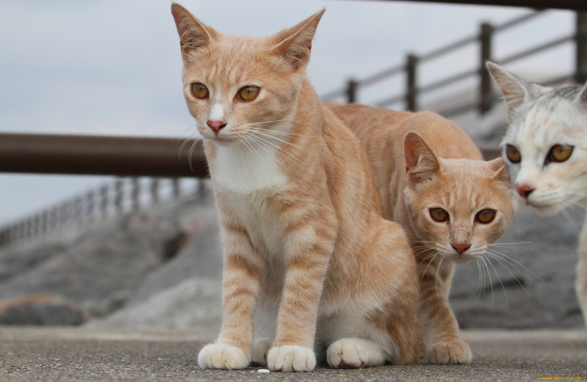 животные, коты, котята