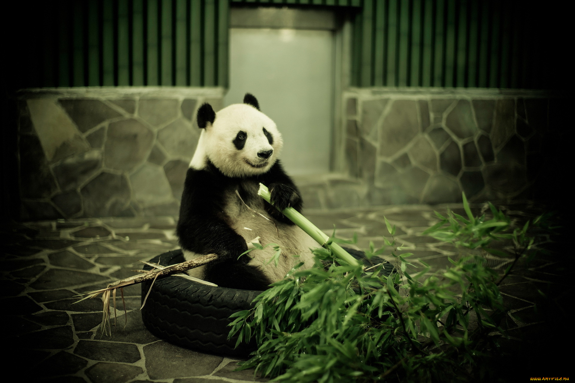 животные, панды, бамбук, зоопарк, панда
