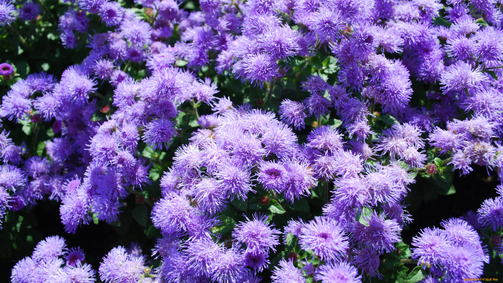 цветы, агератум, пушистый, фиолетовый