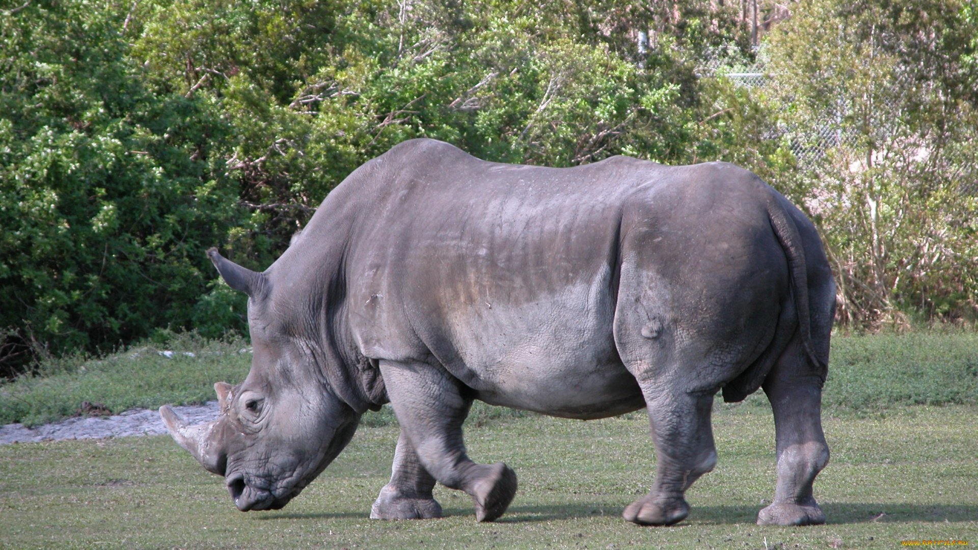 животные, носороги, носорог