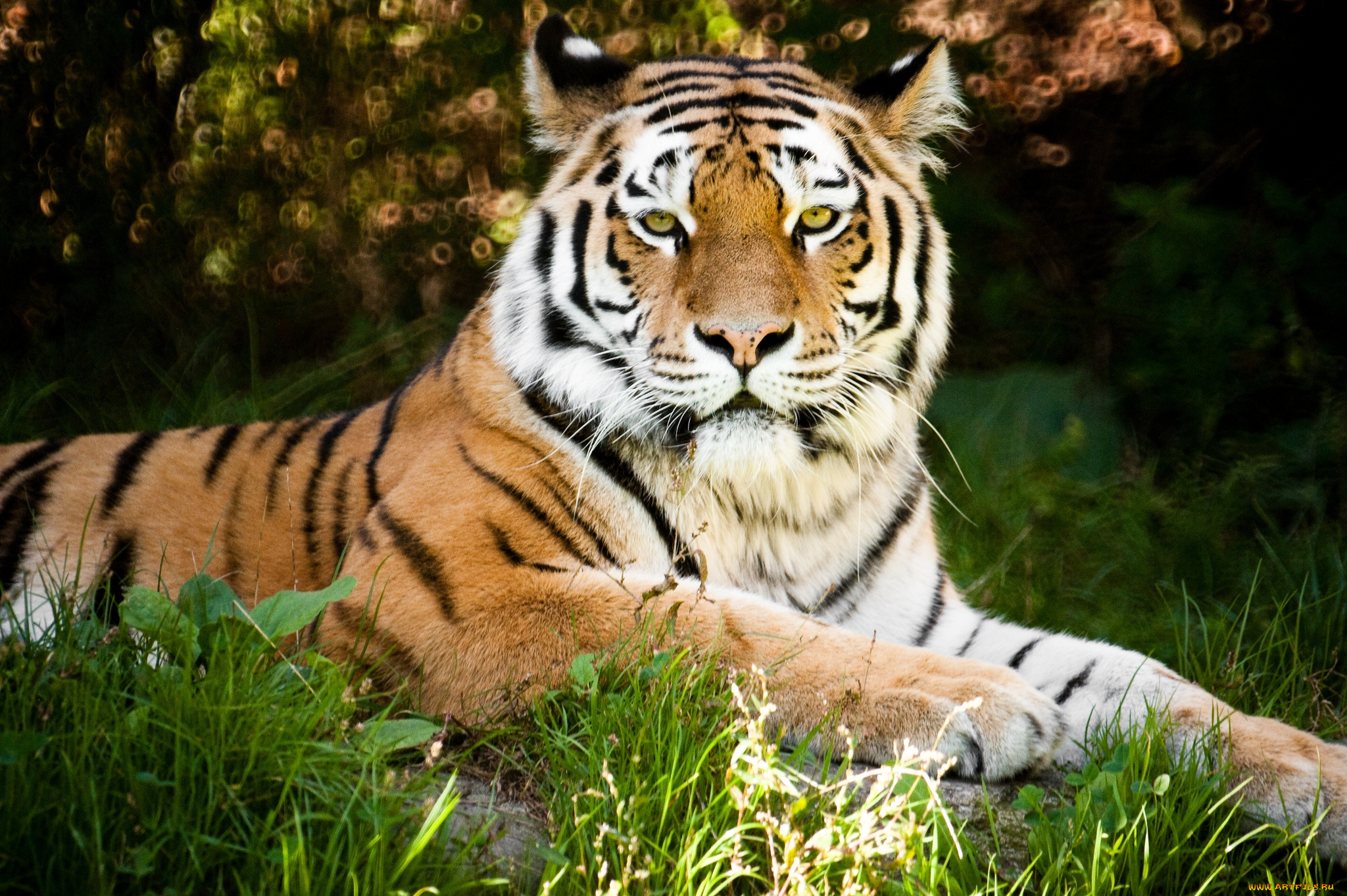 животные, тигры, красава