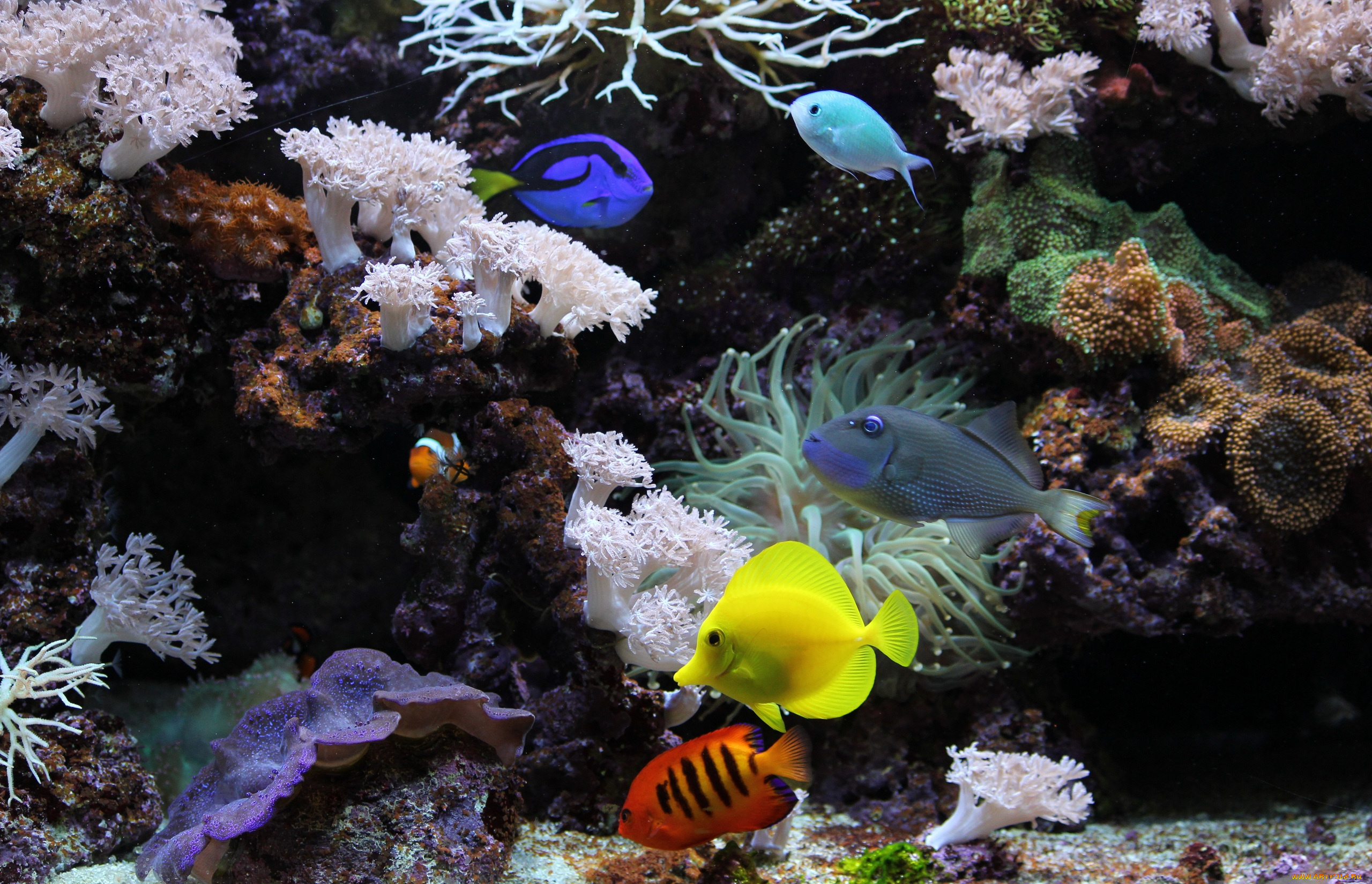 животные, рыбы, аквариум, подводный, мир