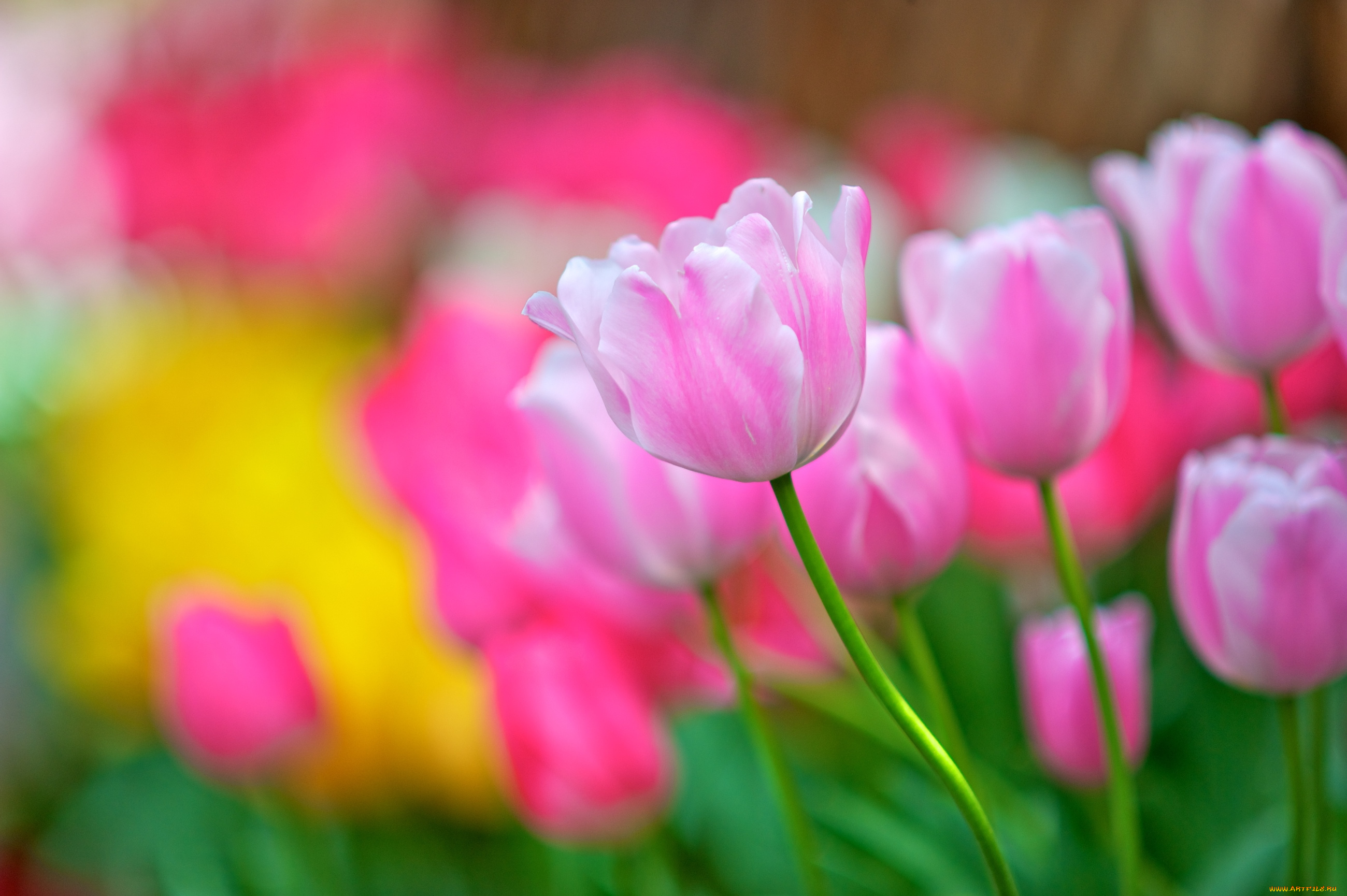 природа цветы тюльпан розовый nature flowers Tulip pink бесплатно