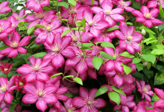 Картинка цветы клематис ломонос розовый много