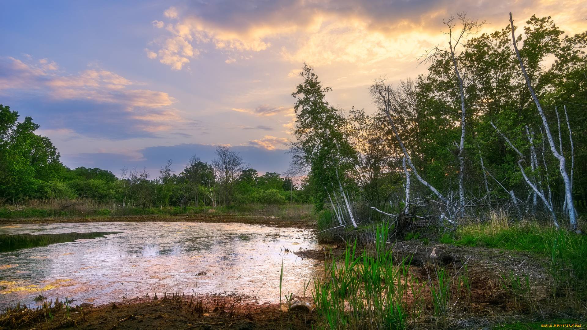 природа, реки, озера, река, лес