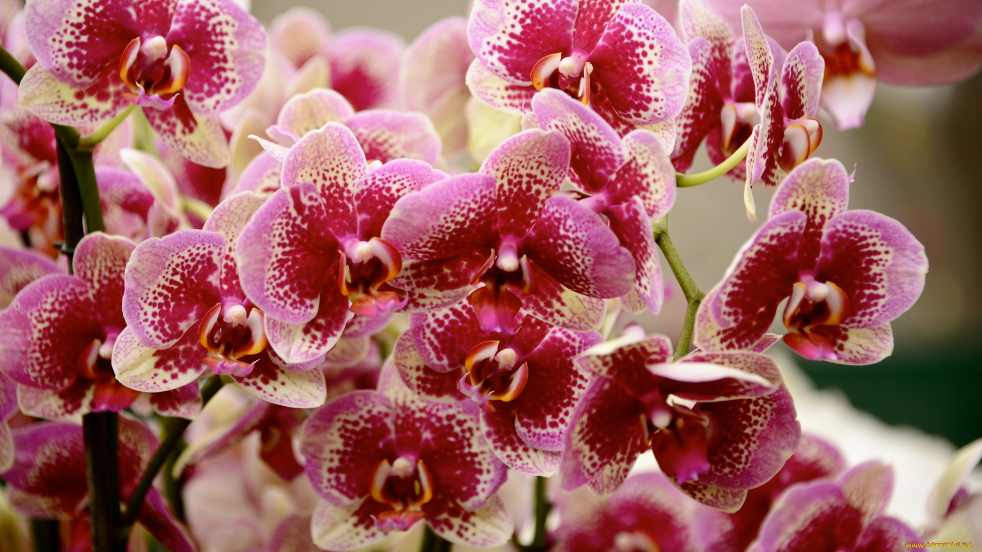 цветы, орхидеи, orchids, цветение, flowering, flowers