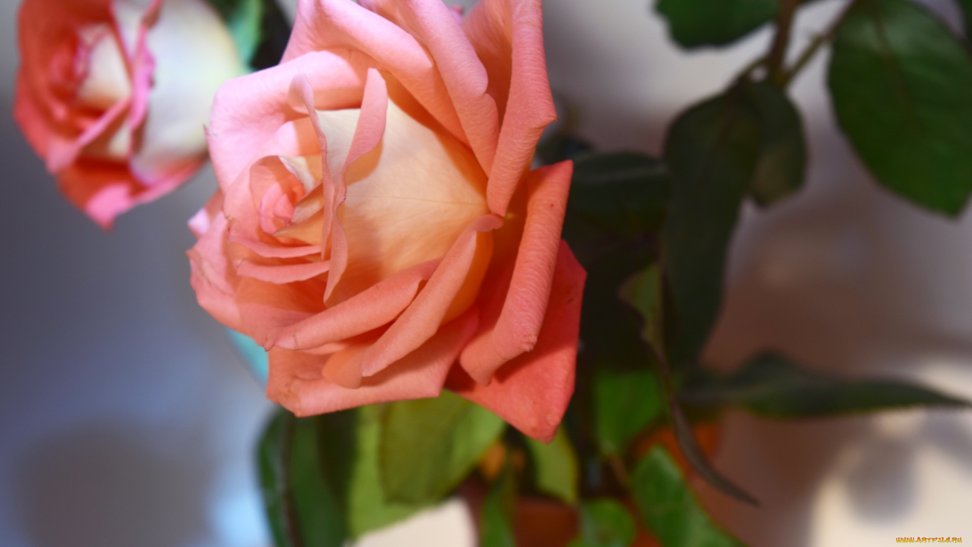 цветы, розы, розовый, бутон