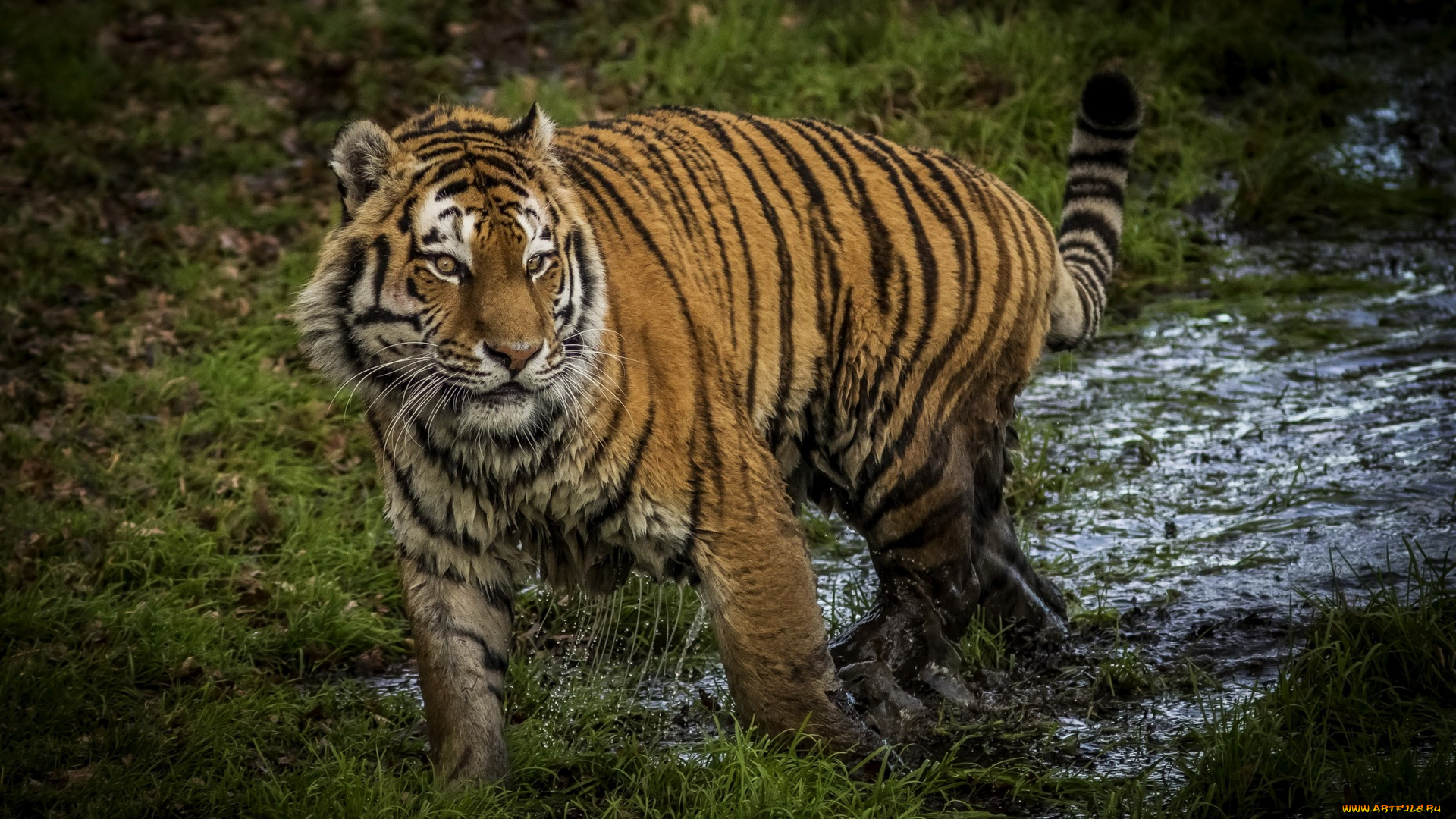 животные, тигры, трава, вода