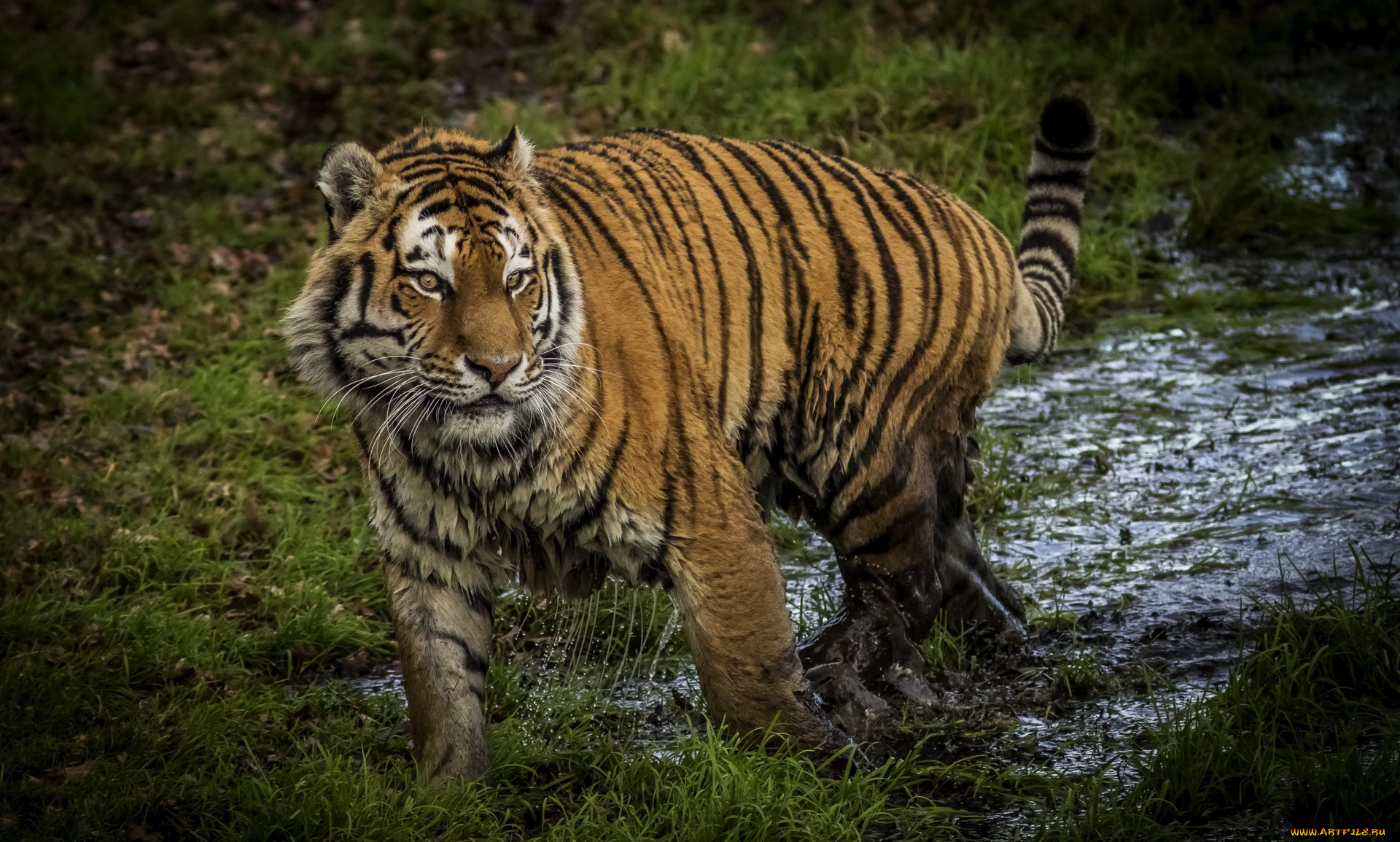 животные, тигры, трава, вода