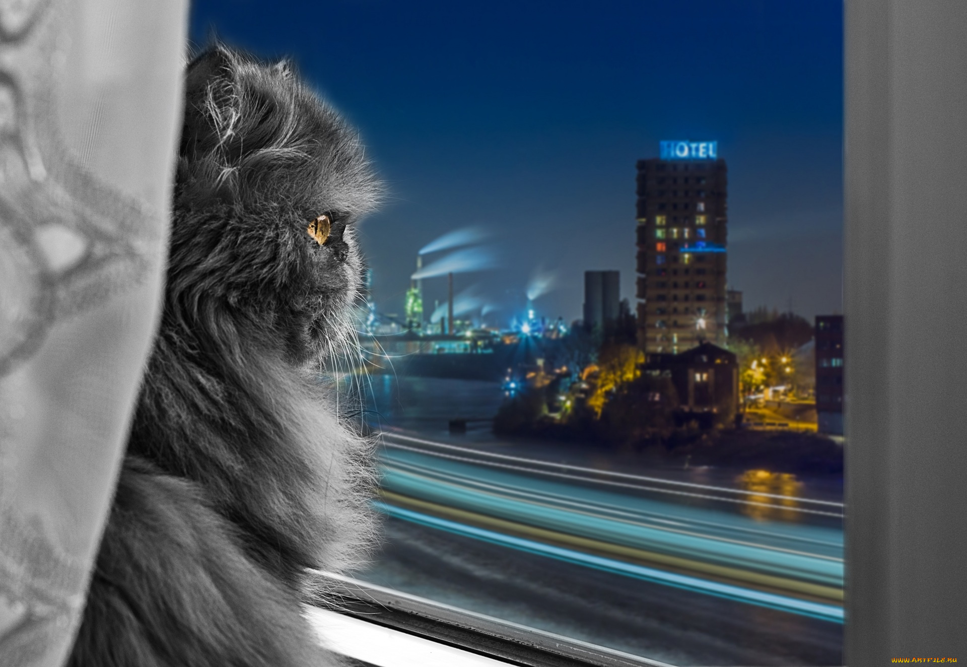 животные, коты, фонари, вид, из, окна, окно, здания, отель