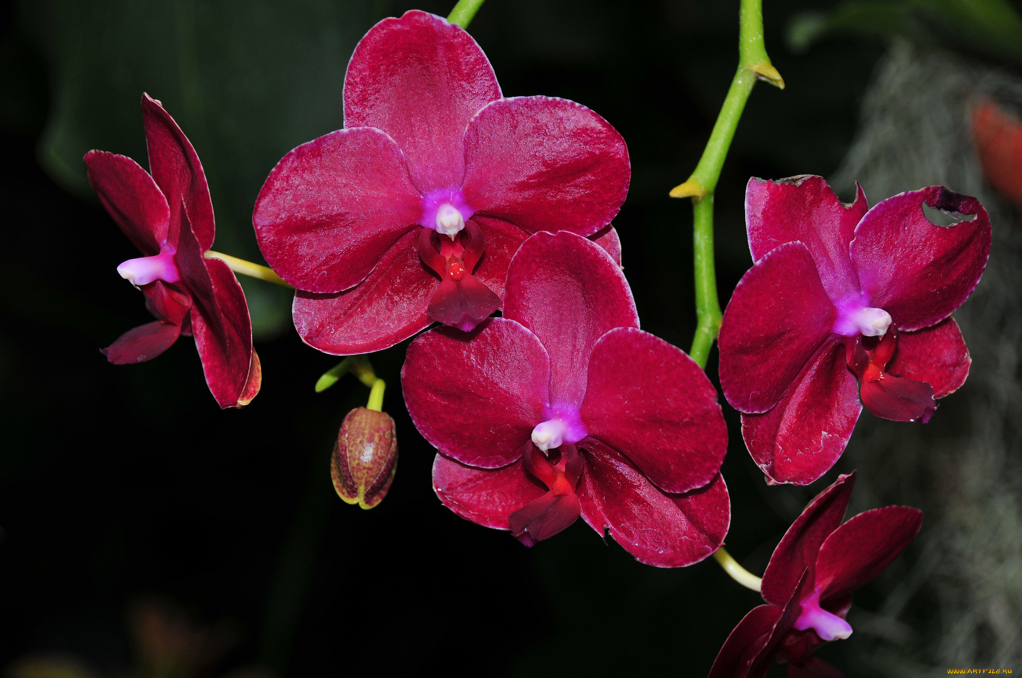 цветы, орхидеи, flowering, цветение, orchids, flowers