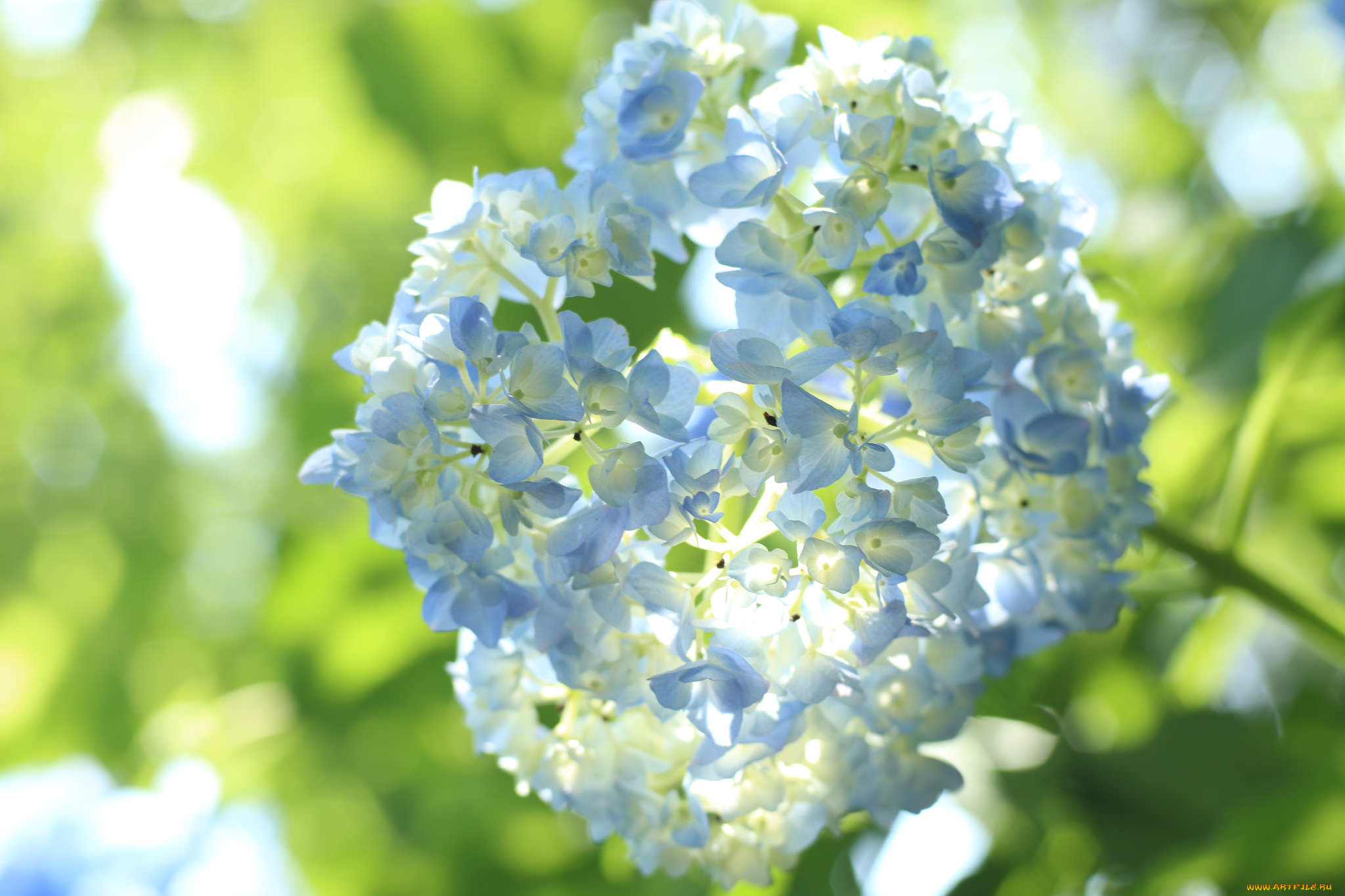 цветы, гортензия, лепестки, цветки, petals, splendor, flowers, голубая, blue, пышность, hydrangea