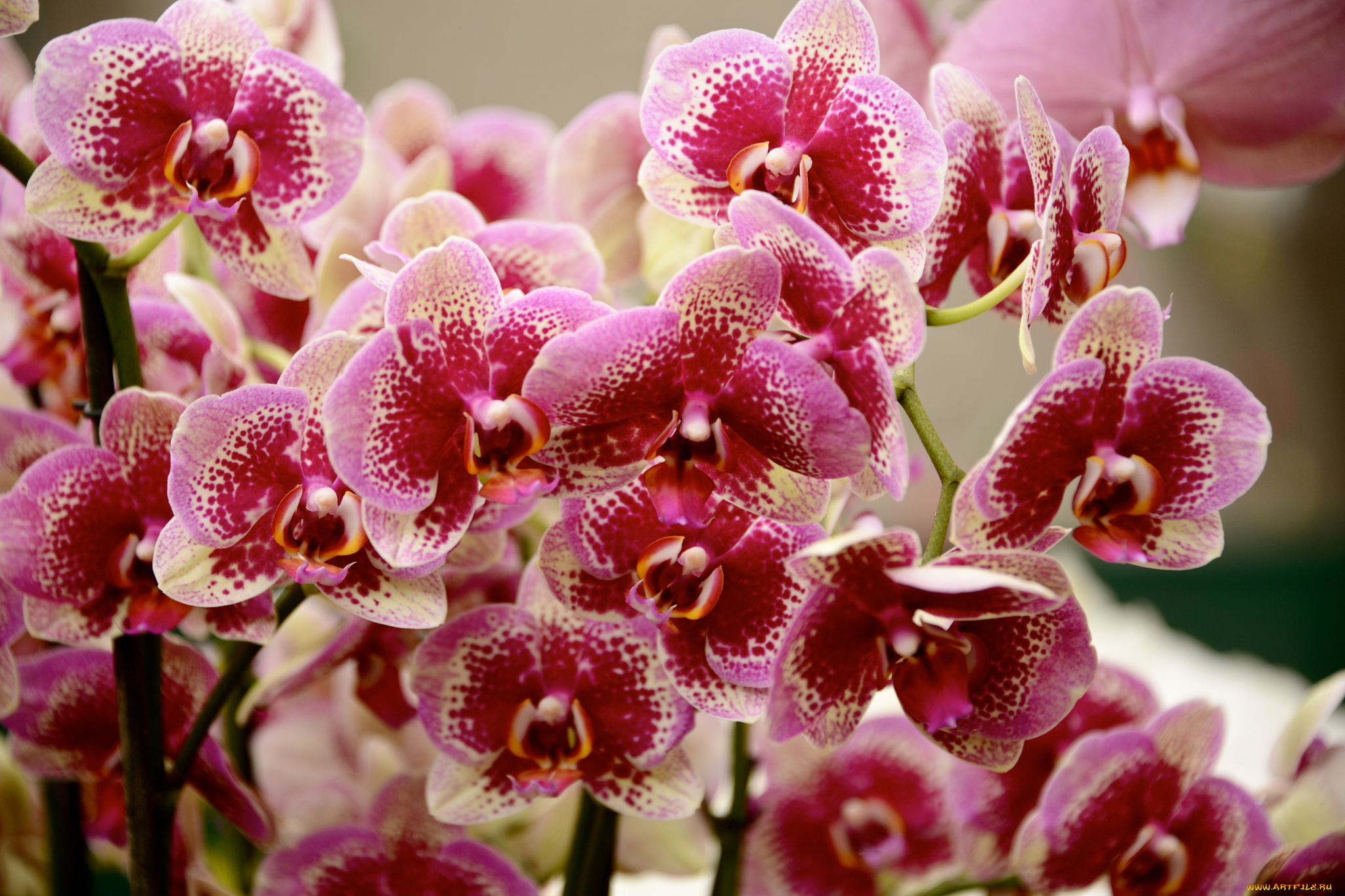 цветы, орхидеи, orchids, цветение, flowering, flowers