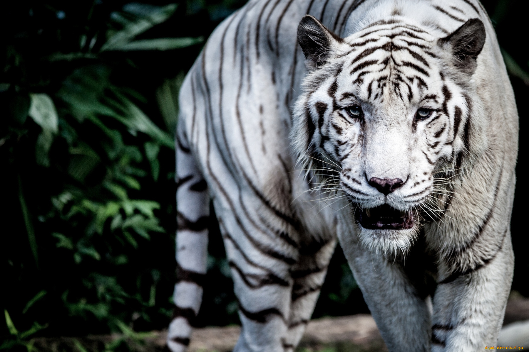 животные, тигры, хищник, белый, полосы