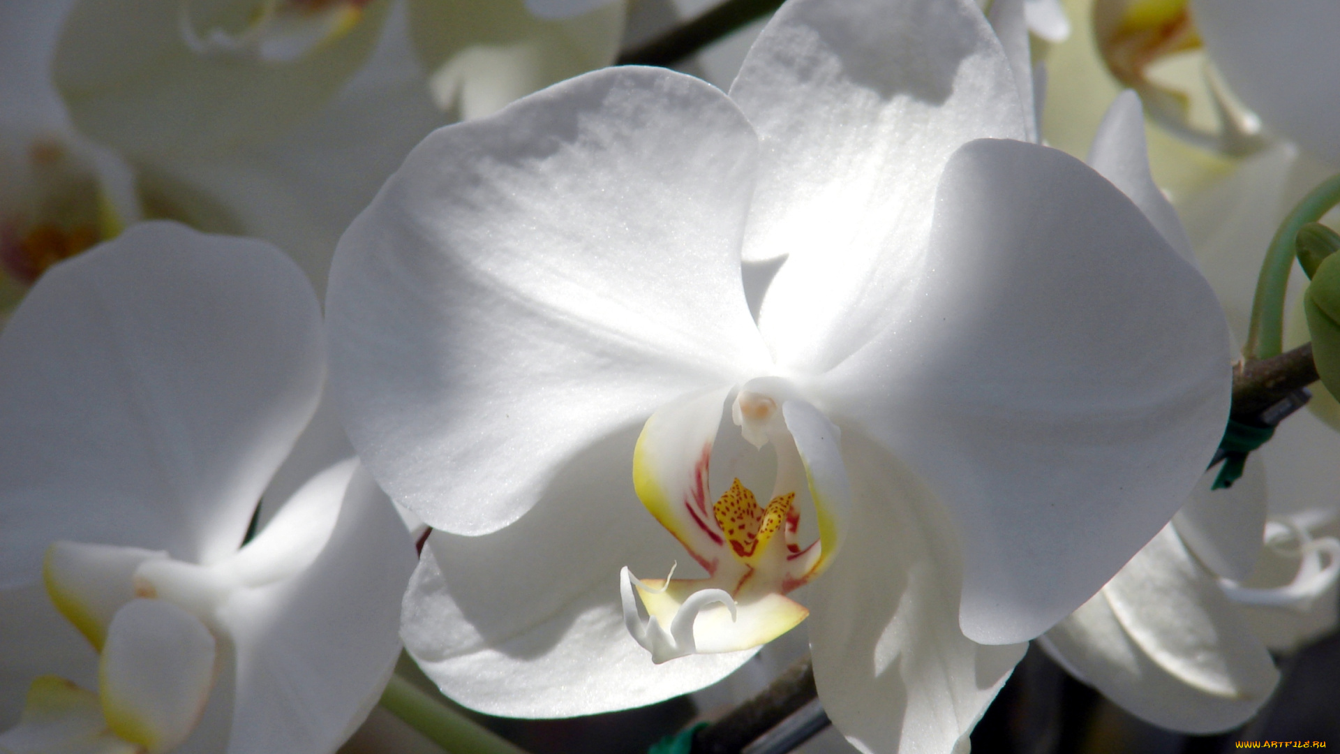 цветы, орхидеи, лепестки, белый