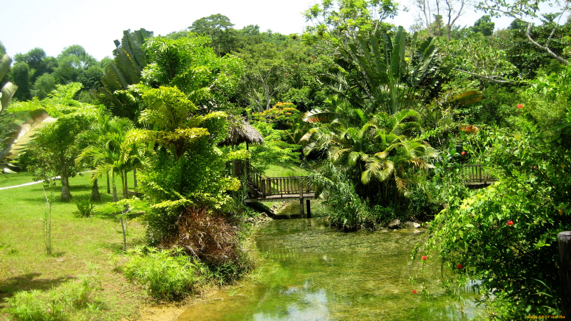 jamaica, природа, тропики, река, мост, парк