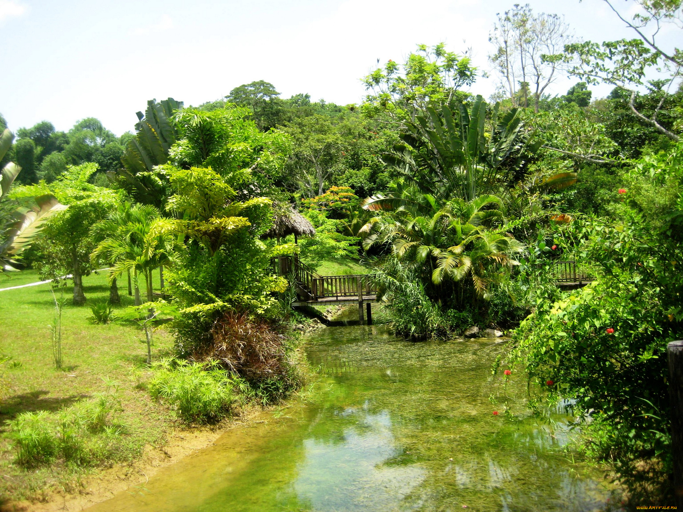 jamaica, природа, тропики, река, мост, парк