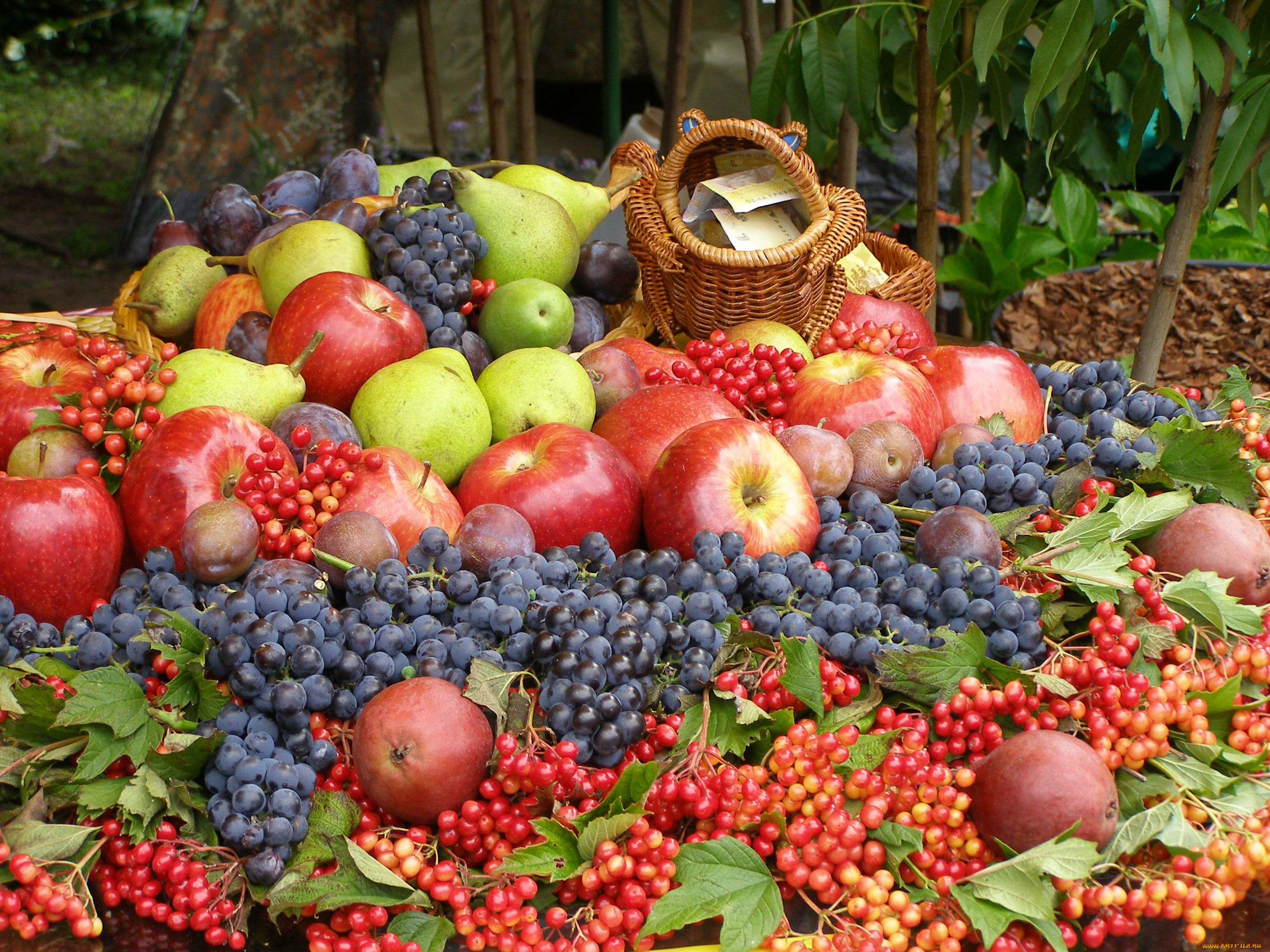 еда, фрукты, ягоды, калина, виноград, яблоки, груши, сливы, урожай