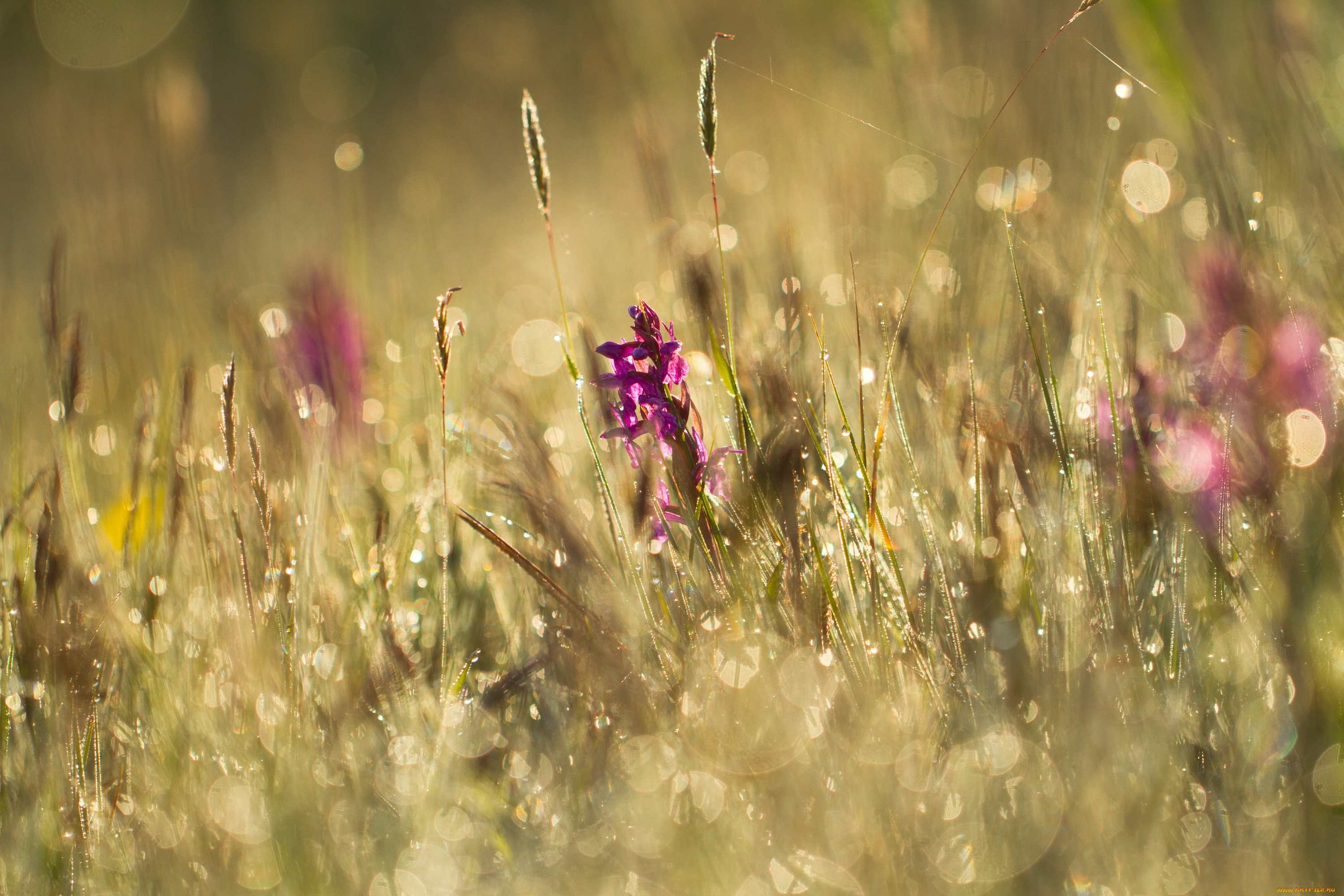 зонт цветы природа трава бесплатно