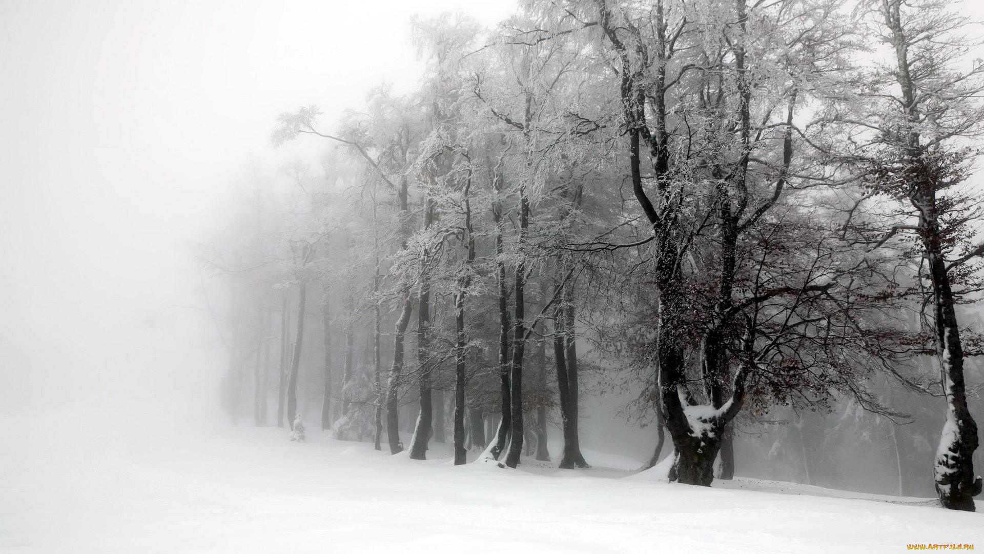 природа, зима, туман