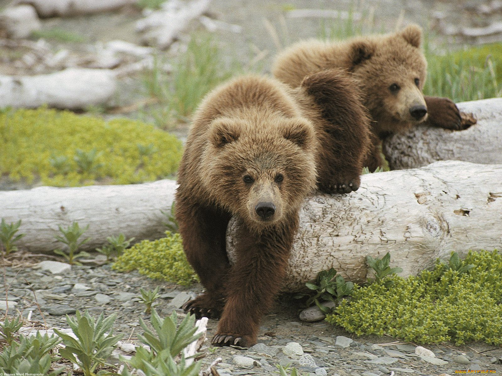 alaskan, playtime, brown, bear, cubs, животные, медведи