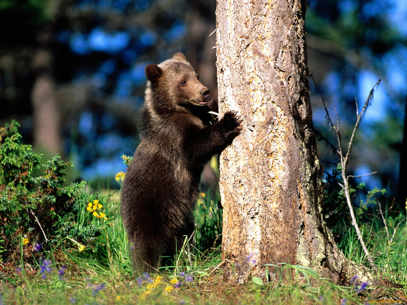 bear, hug, grizzly, cub, животные, медведи