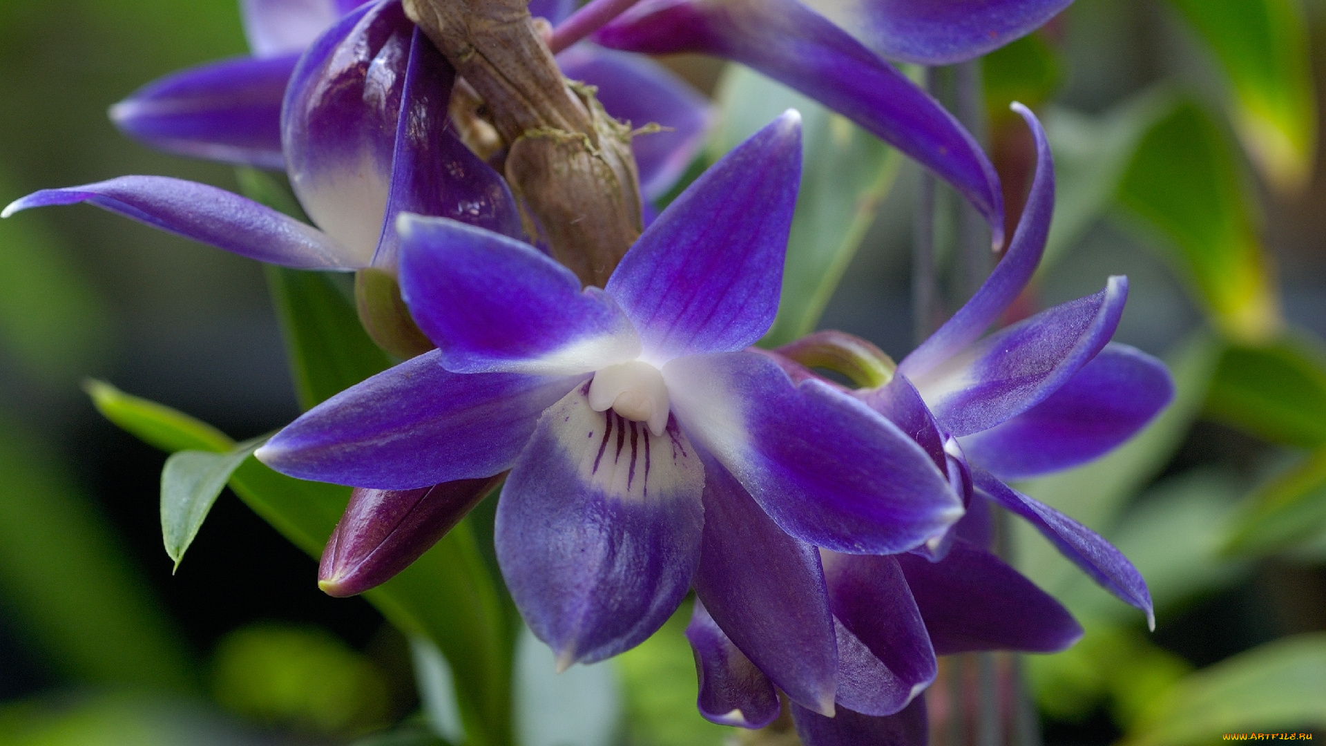 цветы, орхидеи, синий